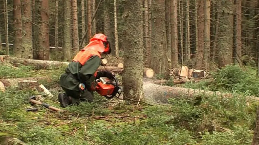 Dřevorubec kácí v oblasti Ptačího potoka na Šumavě