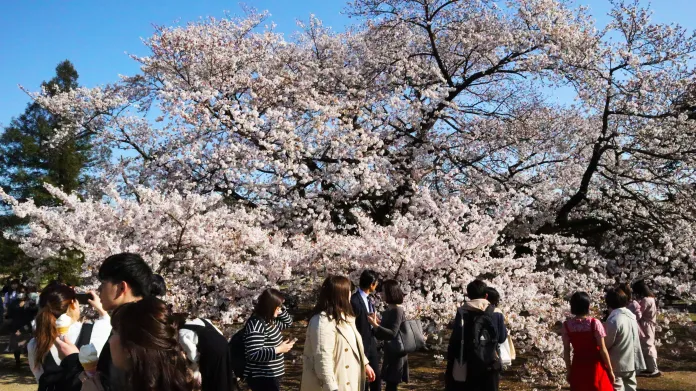 Japonci oslavují hanami a obdivují právě rozkvetlé sakury