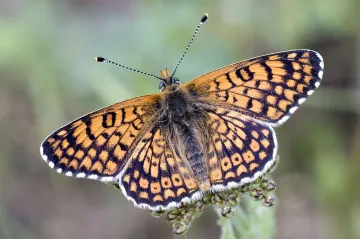 Jak vznikají nové druhy? Na poslední fázi evoluce se zaměřili čeští vědci