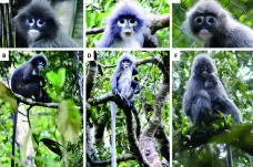 Nově objevené a už jim hrozí vyhynutí. V Myanmaru našli dosud neznámý druh opic