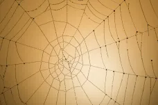 Vědci naučili bakterie, aby v laboratoři produkovaly vlákno pevnější než to pavoučí