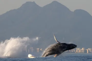 Keporkaci během migrace čelí rybářským sítím i nárazům lodí