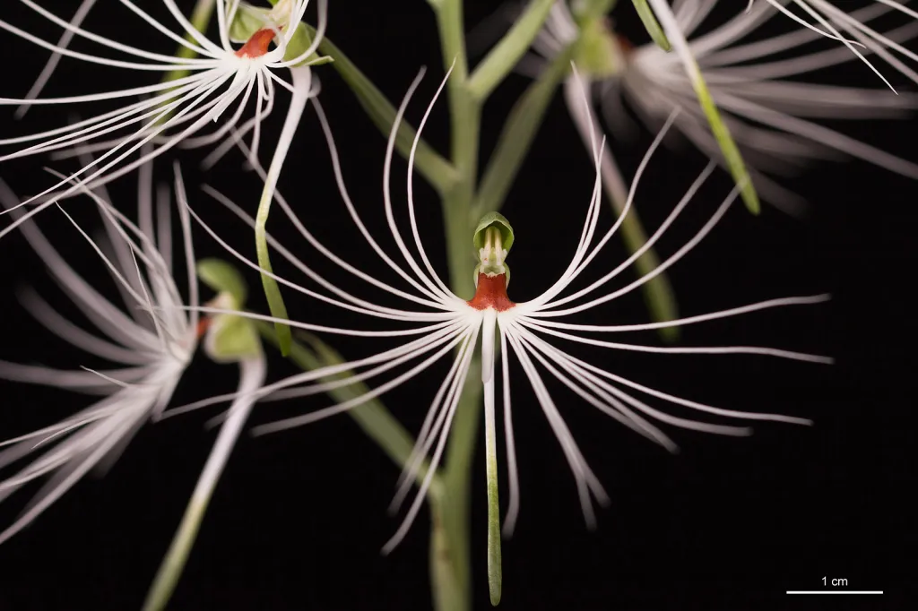 Výstava orchidejí v pražské botanické zahradě