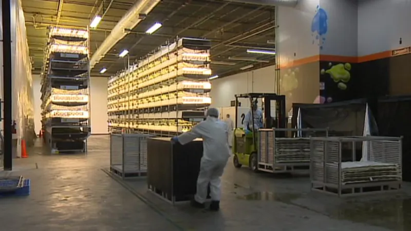 Pěstování bez půdy i vody