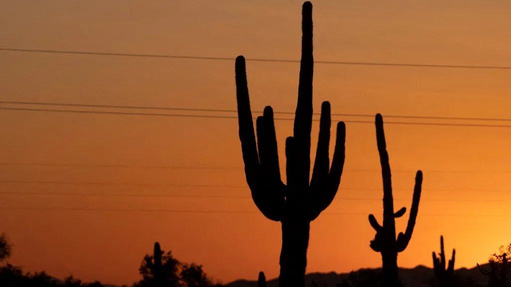 Kaktus saguaro v Arizoně