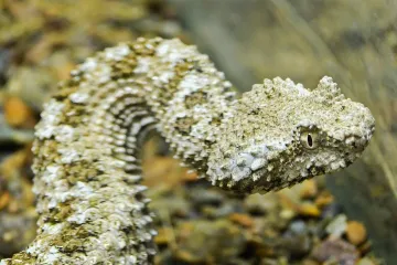 Plzeňská zoo chová jako jediná na světě pavoučí zmije