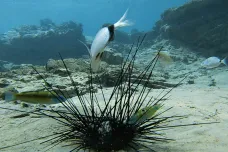 Patogen rapidně zlikvidoval ježovky v části Rudého moře, tamní koráli jsou v ohrožení