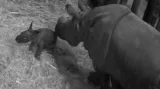 Plzeňská zoo slaví přírůstek nosorožce