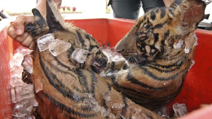 Mrtví tygři ze Sumatry pašovaní do Číny