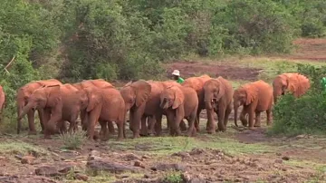 Sloní sirotčinec v Keni