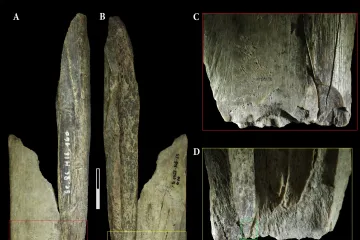 Neandertálci zpracovaná kost jeskynního lva je jako „švýcarský armádní nůž“ doby kamenné