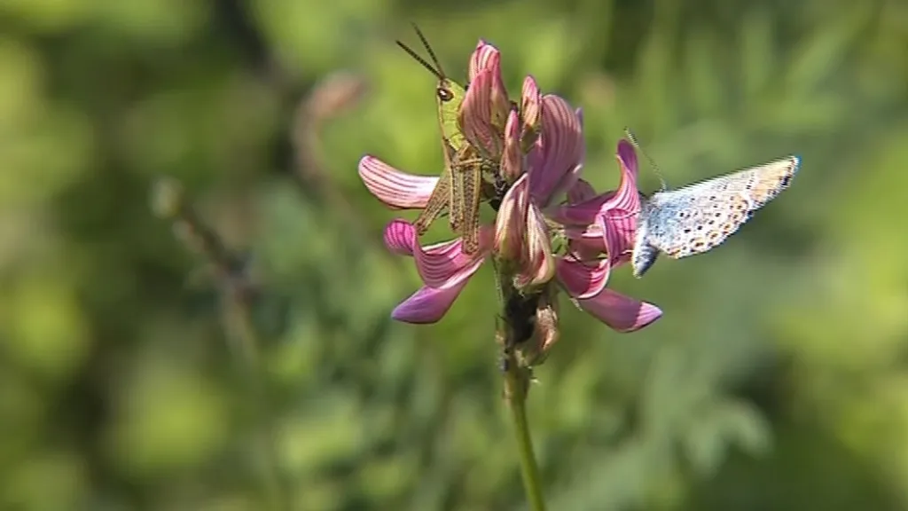 Motýlí ráj není rájem pouze pro motýly. Svědčí i jiným živočichům