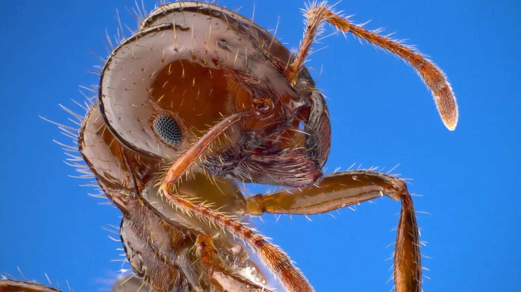 Solenopsis invicta