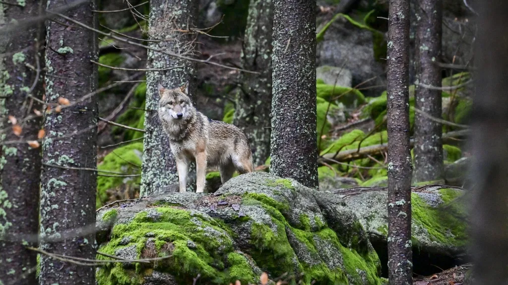 Ilustrační snímek