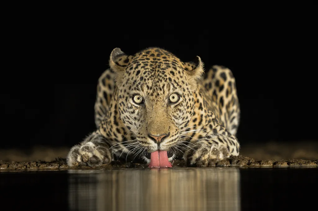 Vítěz Národní ceny Jihoafrické republiky. Leopard u pramene v rezervaci Zimanga Game.