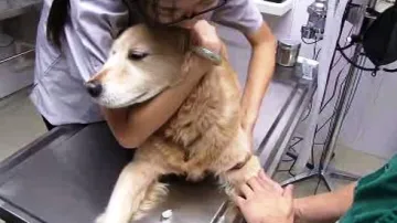 Pacient psí kliniky