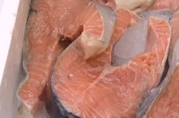 Evropa omezí výlov tuňáků, vyhynutí se ale podle ekologů nevyhnou