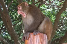 Opice v Indii stále častěji útočí na lidi. Pomoci má věda