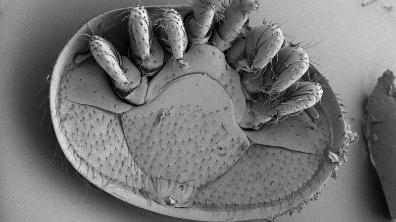 Roztoč kleštík včelí