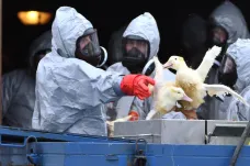 Ptačí chřipka už má 23 ohnisek. Mapa ukazuje, jak se šířila Českem
