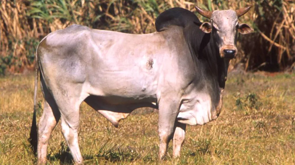 Zebu