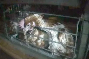 EK chce zakázat klecový chov slepic, chovatelé protestují