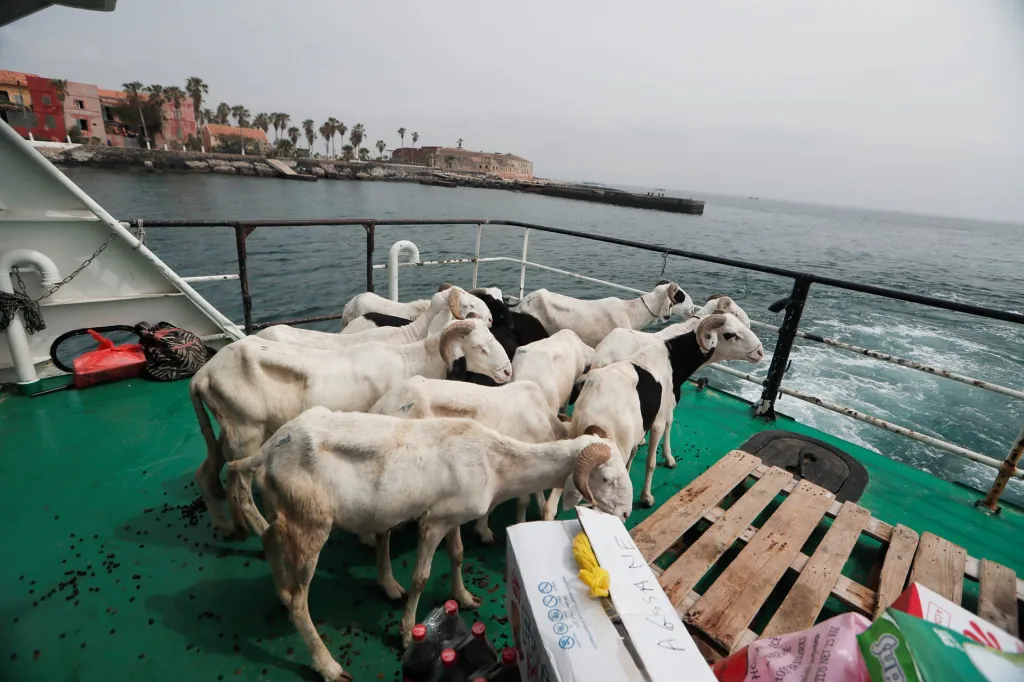 V senegalském Dakaru využívají obchodníci všech možností, aby mohli dostat dobytek na trh
