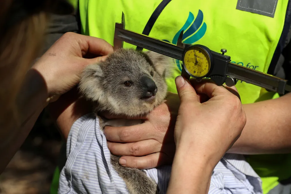 Počty koalů medvídkovitých v Austrálii prudce klesají. Při současném sestupném trendu by do roku 2050 mohli zmizet z volné přírody
