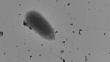 Pseudomonas rossensis