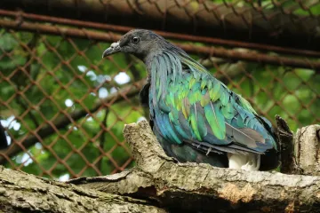 Holub, který boří mýty, a chrastící užovka. Brněnská zoo je o dva druhy zvířat pestřejší