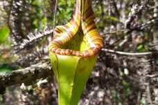 Olomoucký botanik objevil na Borneu nový druh masožravé rostliny