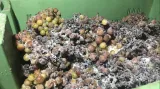 Vinaři sbírají zmrzlé bobule hroznů na ledové víno