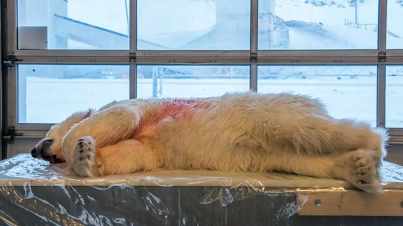 Lední medvěd zaplatil útok na českého cestovatele životem