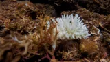 Úsilí o ochranu korálů na Filipínách