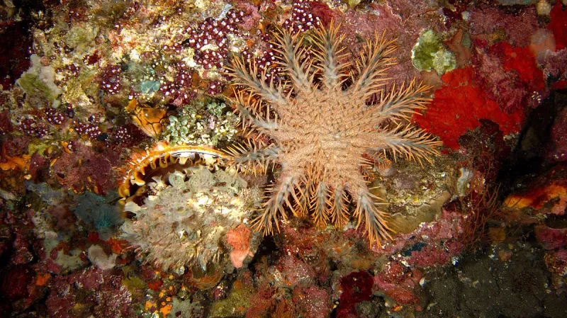 Hvězdice trnová koruna