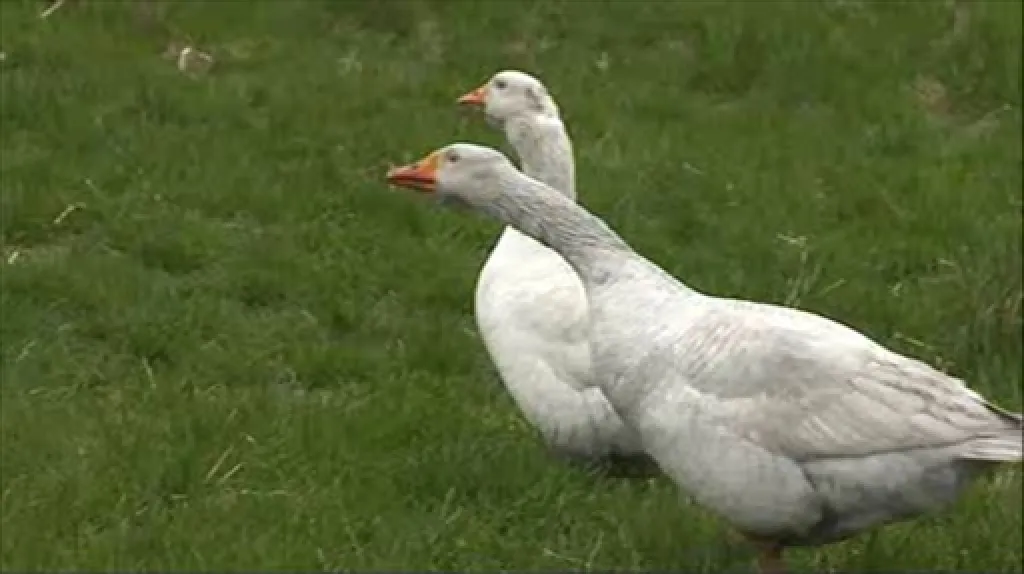 Popel ušpinil i zvířata