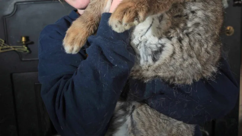 Obrovský králík Ralph