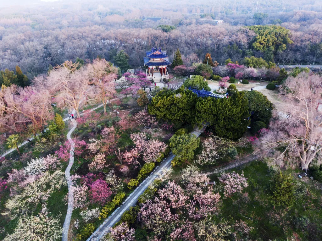 Pohoří Meihuashan u čínského Nankingu skrývá skvostné parky plné kvetoucích stromů