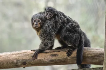 Ve zlínské zoo přibylo mládě chvostana bělolícího, přezdívaného létající opice