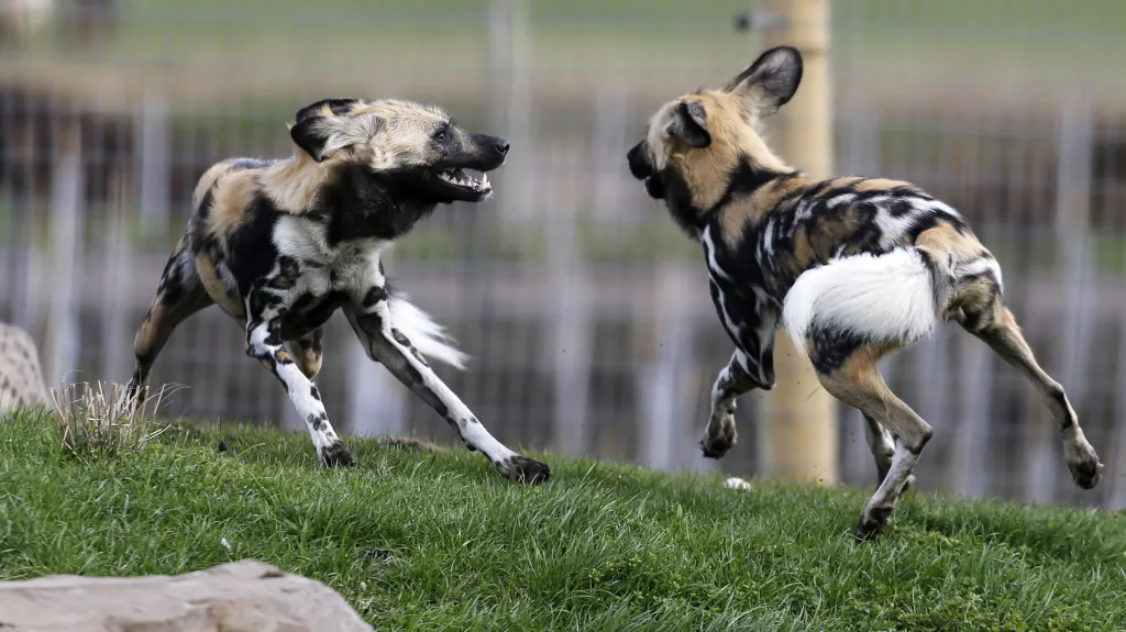 Psi hyenovití