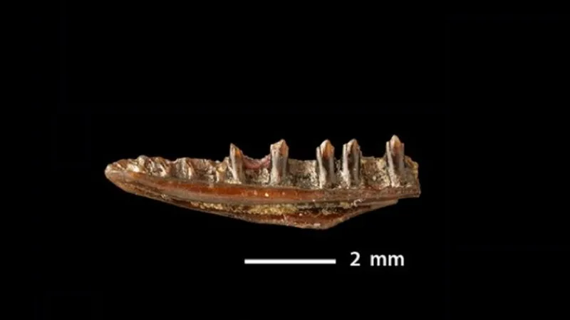 Ještěr Obamadon gracillis