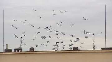 Obyvatele Hodonína dál trápí houfy holubů