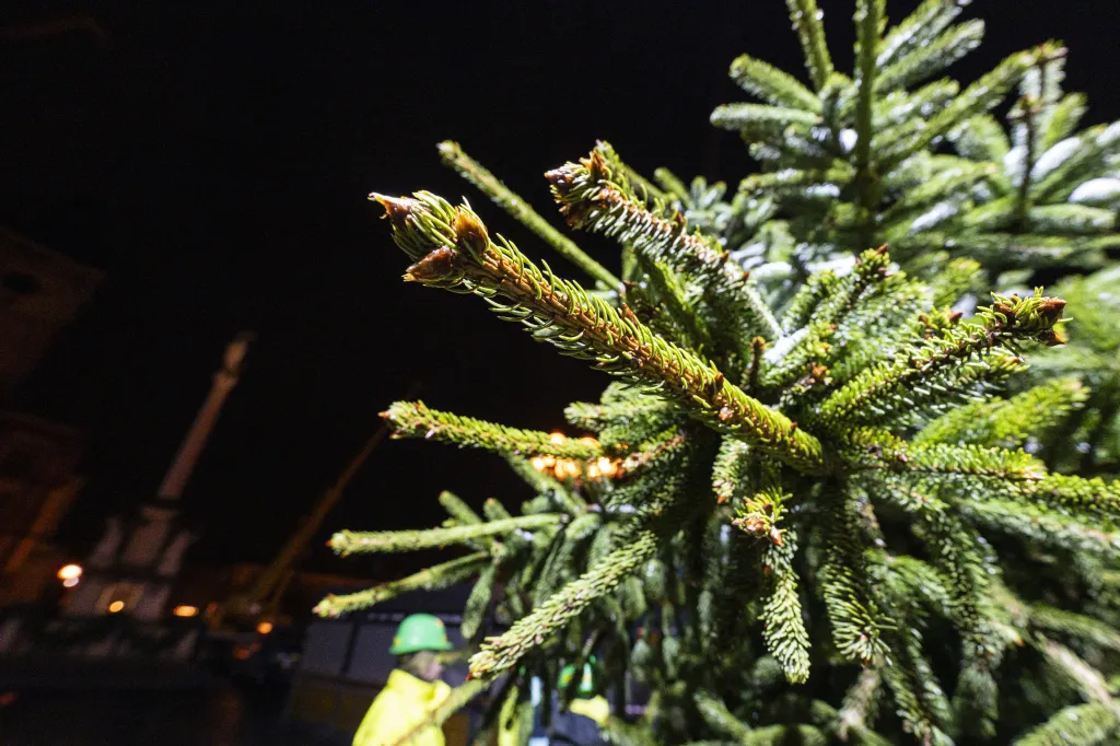 Na pražském Staroměstském náměstí ukotvili vánoční strom