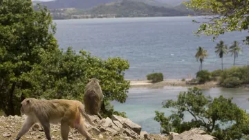 Makakové na ostrově Cayo Santiago