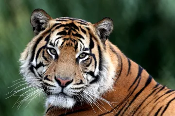 Soud vyhověl Berouskovi. Za ilegální obchod s tygry bude stíhaný na svobodě