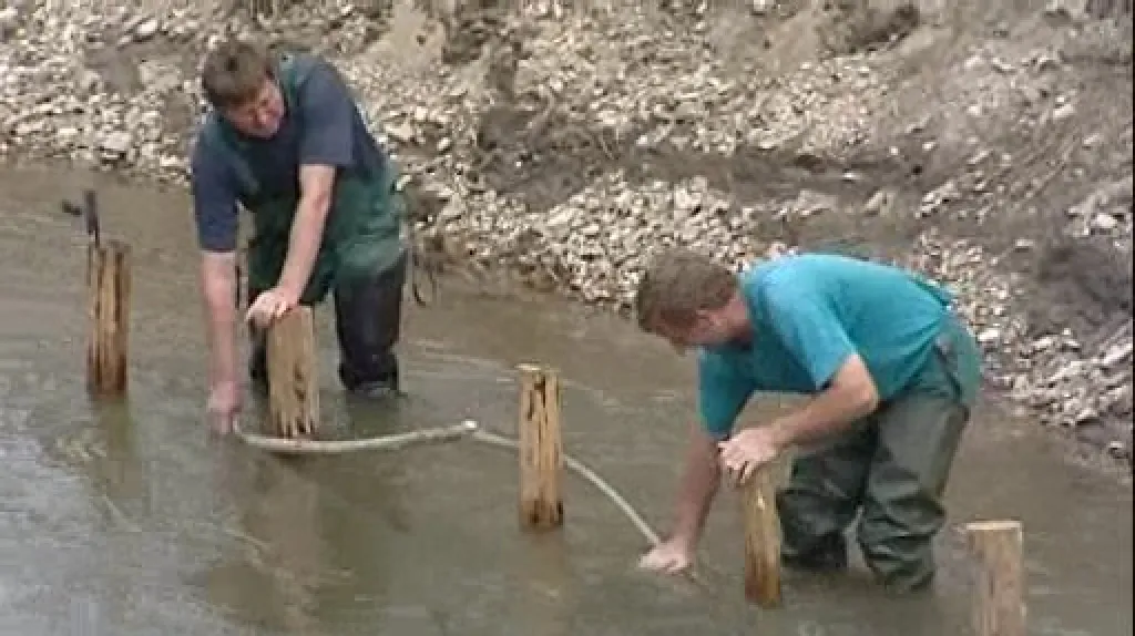 Zpevňování Dyje vrbovými proutky