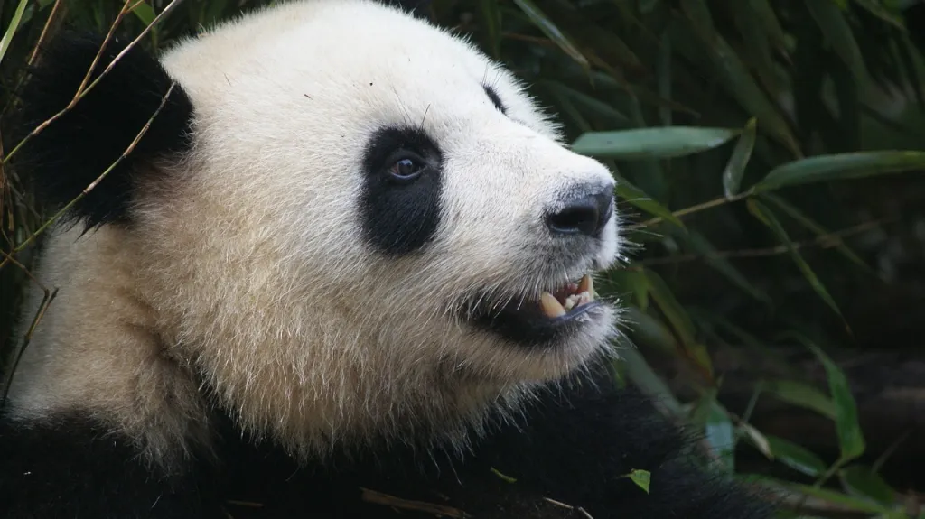 Panda velká