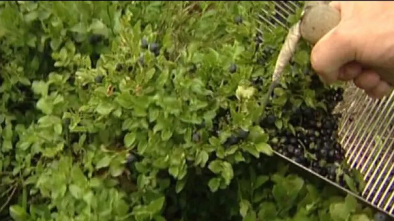 Rozhovor s tiskovým mluvčím KRNAP Radkem Drahným