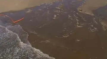 Ropná skvrna zasáhla první živočichy na pobřeží