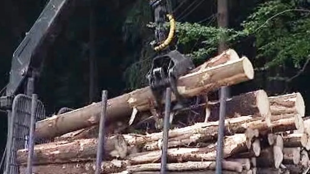 Odklízení dřeva